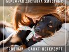 Перевозка домашних животных по России zootravels