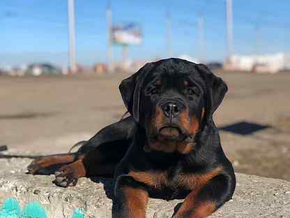 Ротвейлеры иркутск. Ротвейлера даром. Ротвейлер с 2 щенками. Царская стая питомник ротвейлеров. Ротвейлеры иркутск.