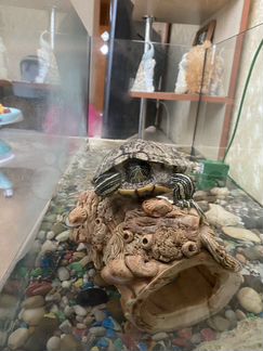Красноухая Черепаха с аквариумом