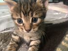 Котик в добрые руки (Мама-японский бобтейл) объявление продам