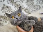 Кошка Милка в терпеливые добрые руки