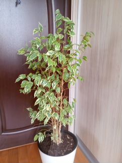 Фикус бенджамина 90см
