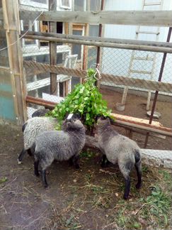 Продам овец Романовской породы. Гарантия на породу - фотография № 1