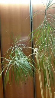 Драцена, высокое возрастное растение