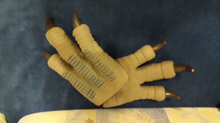 Когти, лапы динозавра