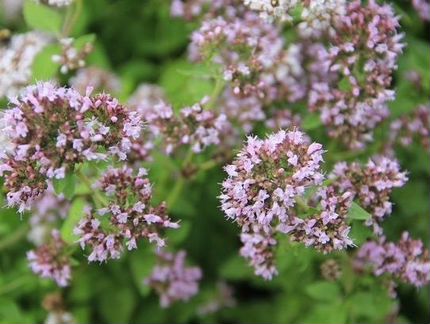 Органза семена душицы (Гавриш)