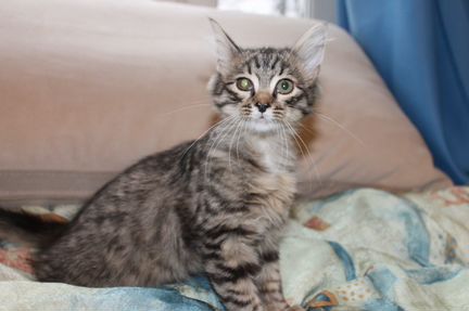 Котенок Пуговка в добрые руки