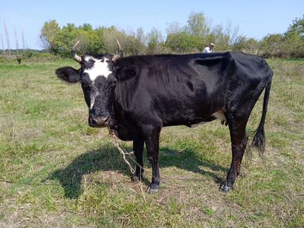 Местные коровы - фотография № 1