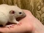 Крысята дамбо сиамские объявление продам