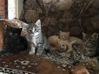 Чудесные котята ждут свою семью