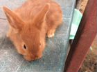 Продам кроликов новозеландских красных на племя объявление продам