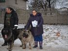 Щенки Кавказской овчарки от титулованной пары объявление продам