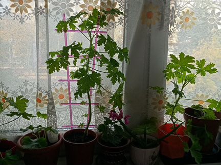 Герань душистая лимонная