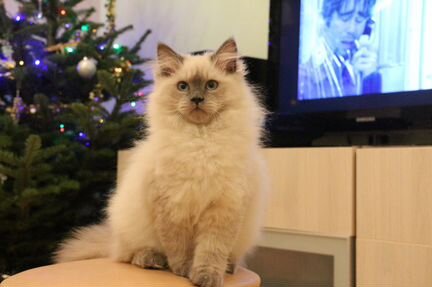 Невское маскарадное чудо