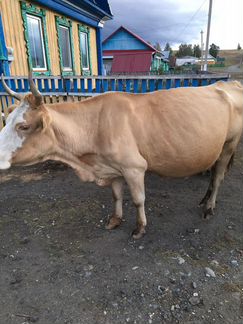 Корова с теленком - фотография № 7