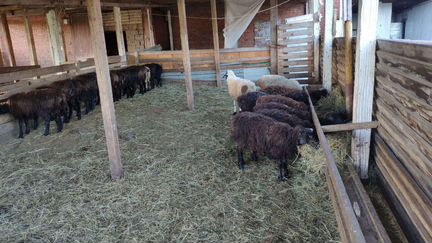 Овцы, бараны, ягнята и козы - фотография № 10