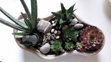 Композиция из суккулентов