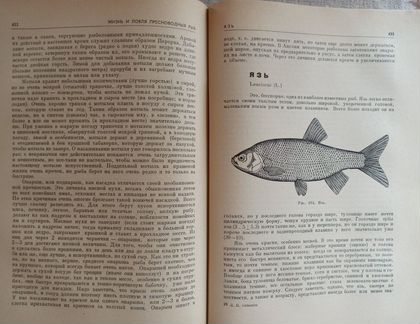 Сабанеев. Жизнь и ловля пресноводных рыб. 1965 г