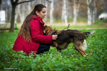 Домашняя передержка животных
