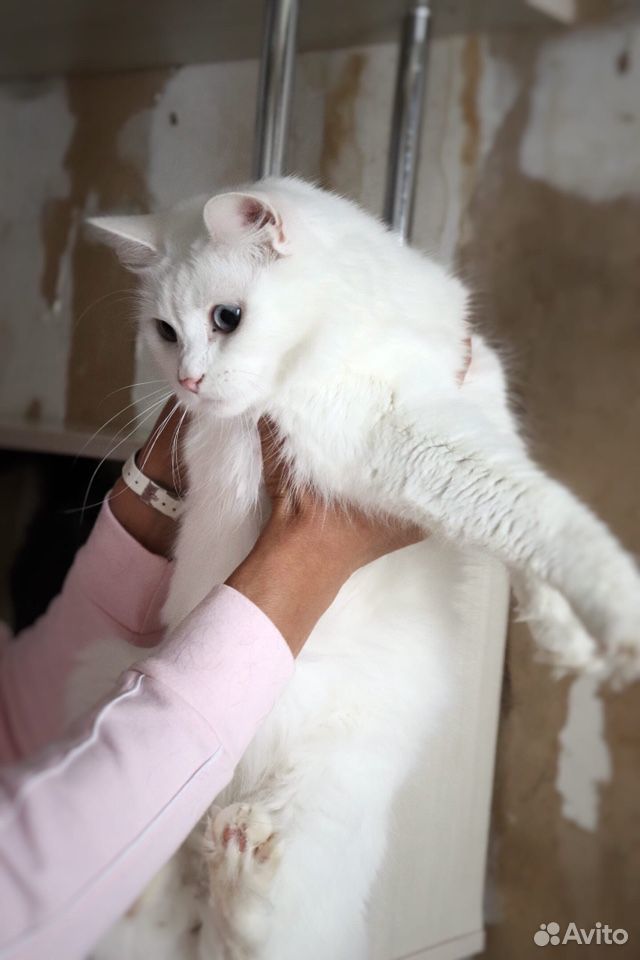 Кошка Мерилин, стерилизована