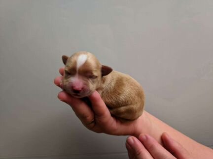 Щенки голддасты (золотые йорки)