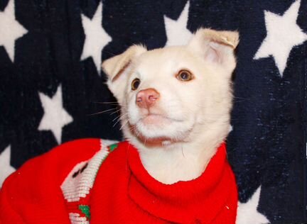 Белоснежные крохи