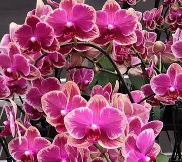 Орхидея фаленопсис Frangmei Sweet