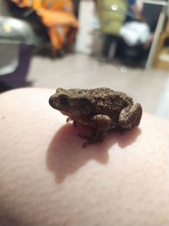 Серая жаба (Bufo bufo)