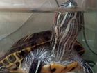 Красноухая черепаха девочка 7 лет объявление продам