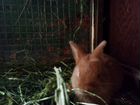 Кролики породы новозеландский красный объявление продам