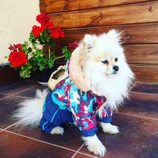Новая одежда для собак «Радуга