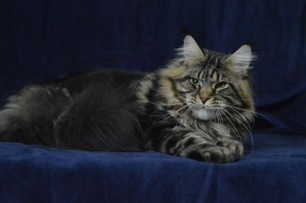 Племенной котик