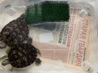 Красноухая черепаха 2 шт. бесплатно