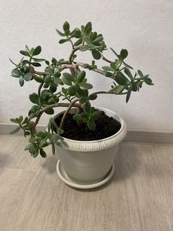 Денежное дерево