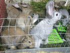 Кролики на развод и мясо кролика объявление продам