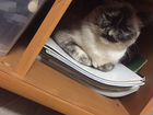 Турецкая породистая кошка, пол года объявление продам