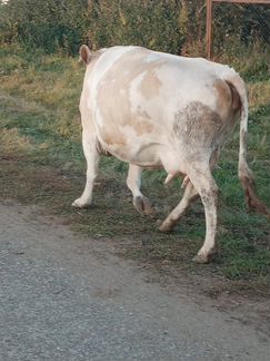 Корова - фотография № 6