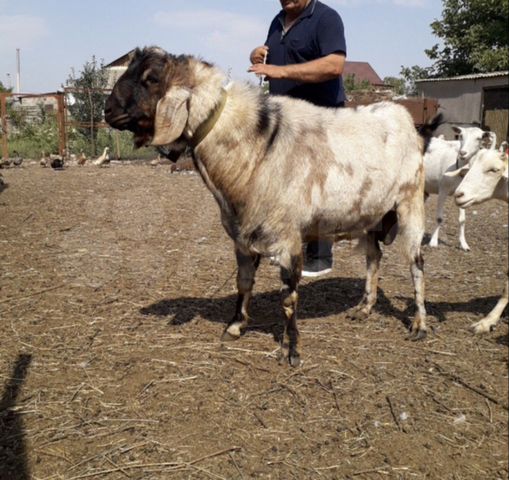 Продается Англо нубийский козел, козлята, козы заа