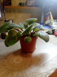 Фиалка молодая