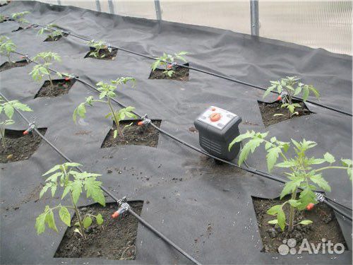 Автополив огурцов в теплице своими руками