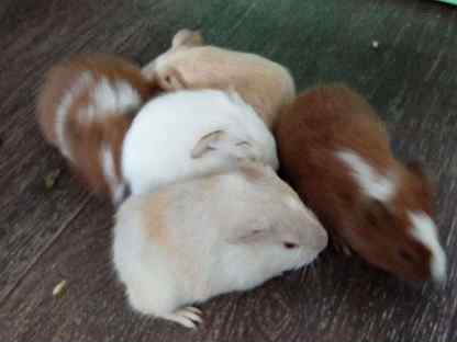 Авито анжеро судженск сельхоз животные. Корова воронеж. Авито анжеро судженск сельхоз животные. Анжеро- судженск. Авито анжеро судженск сельхоз животные.