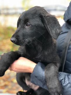 Щенок в добрые руки, 3,5 мес