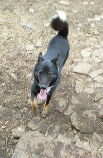 Якутская лайка (почти)