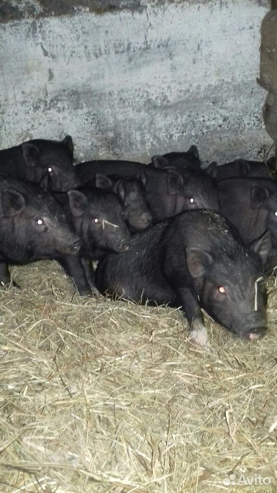 Sell or exchange pigs 89000554629 buy 2